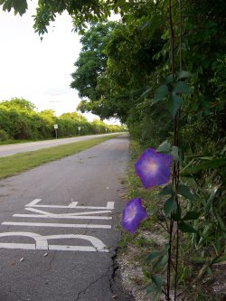 Sanibel Island Bike Trail